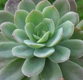 Graptopetalum grande — search result for 'Graptopetalum'