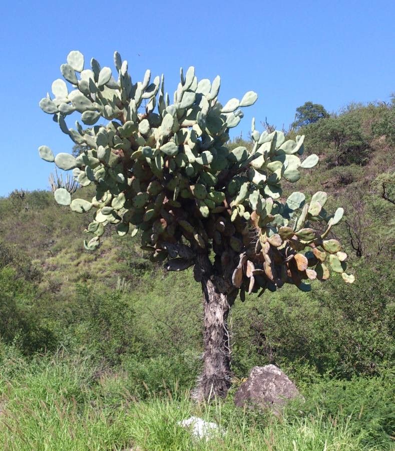 Opuntia quimilo — search result for 'Opuntia'