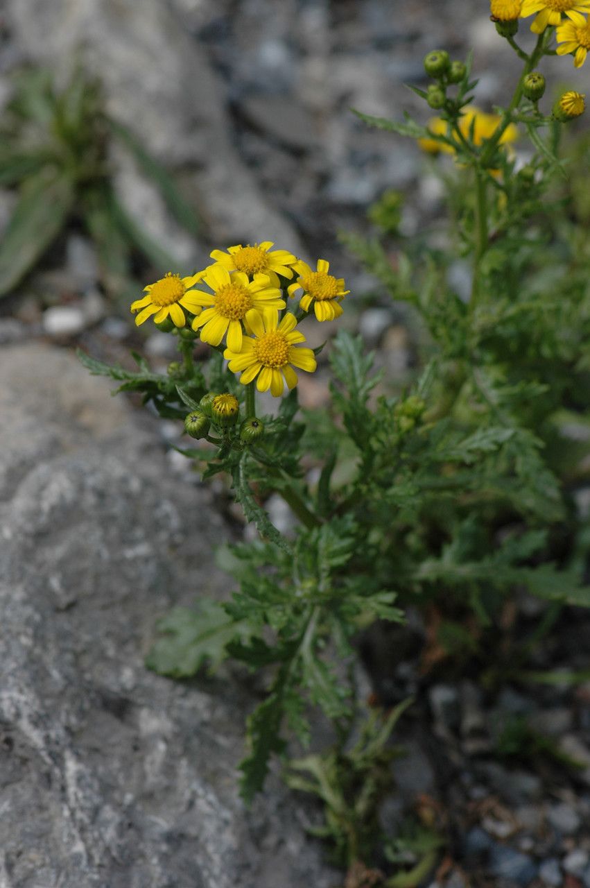 Senecio rupestris habit