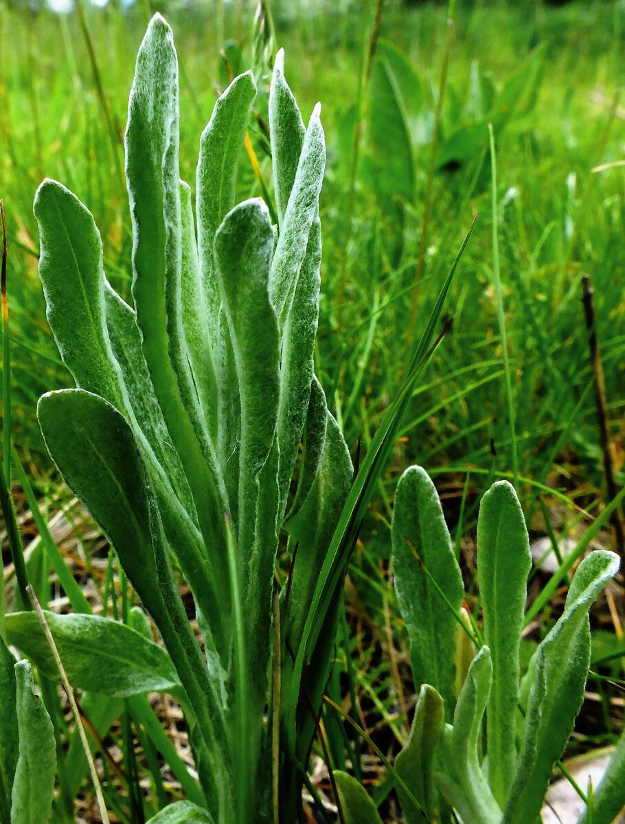 Arnica chamissonis — related species from the same genus