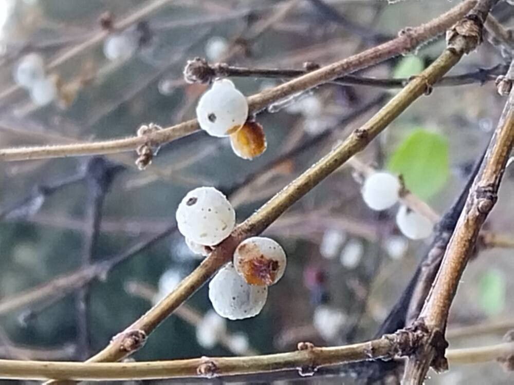 Lonicera arborea fruit