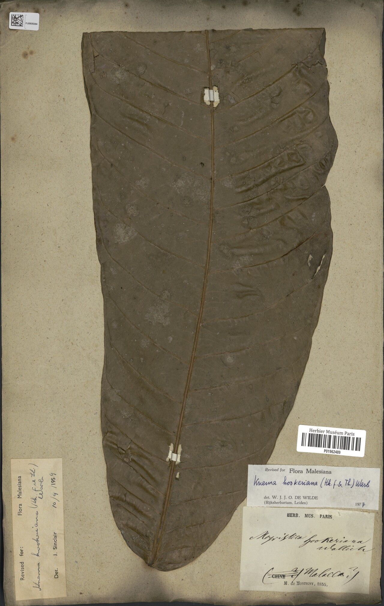 Knema hookeriana — houseplant care guide