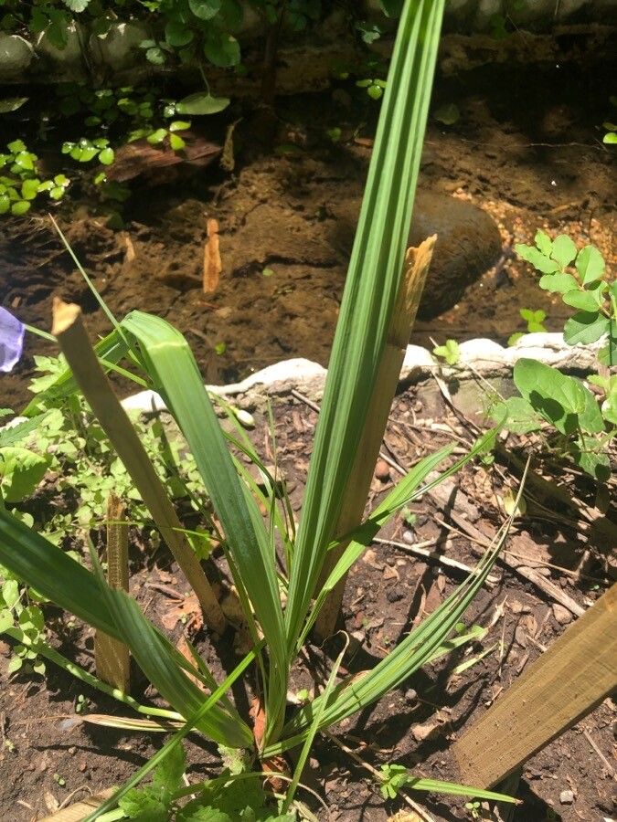 Phalocallis coelestis — houseplant care guide