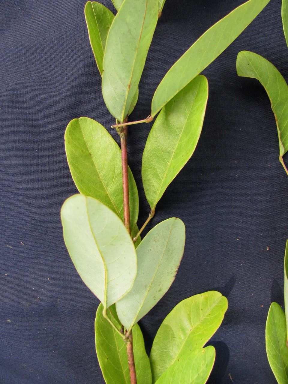 Galactia glaucescens other