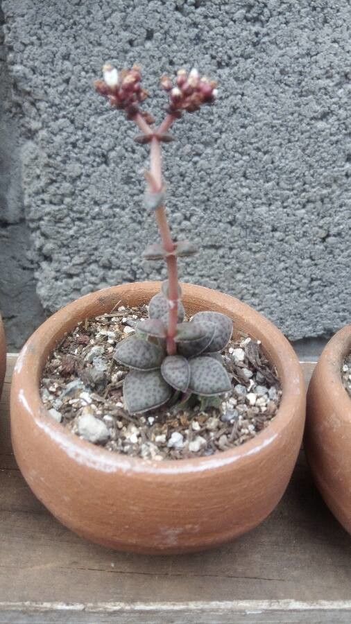 Adromischus trigynus flower