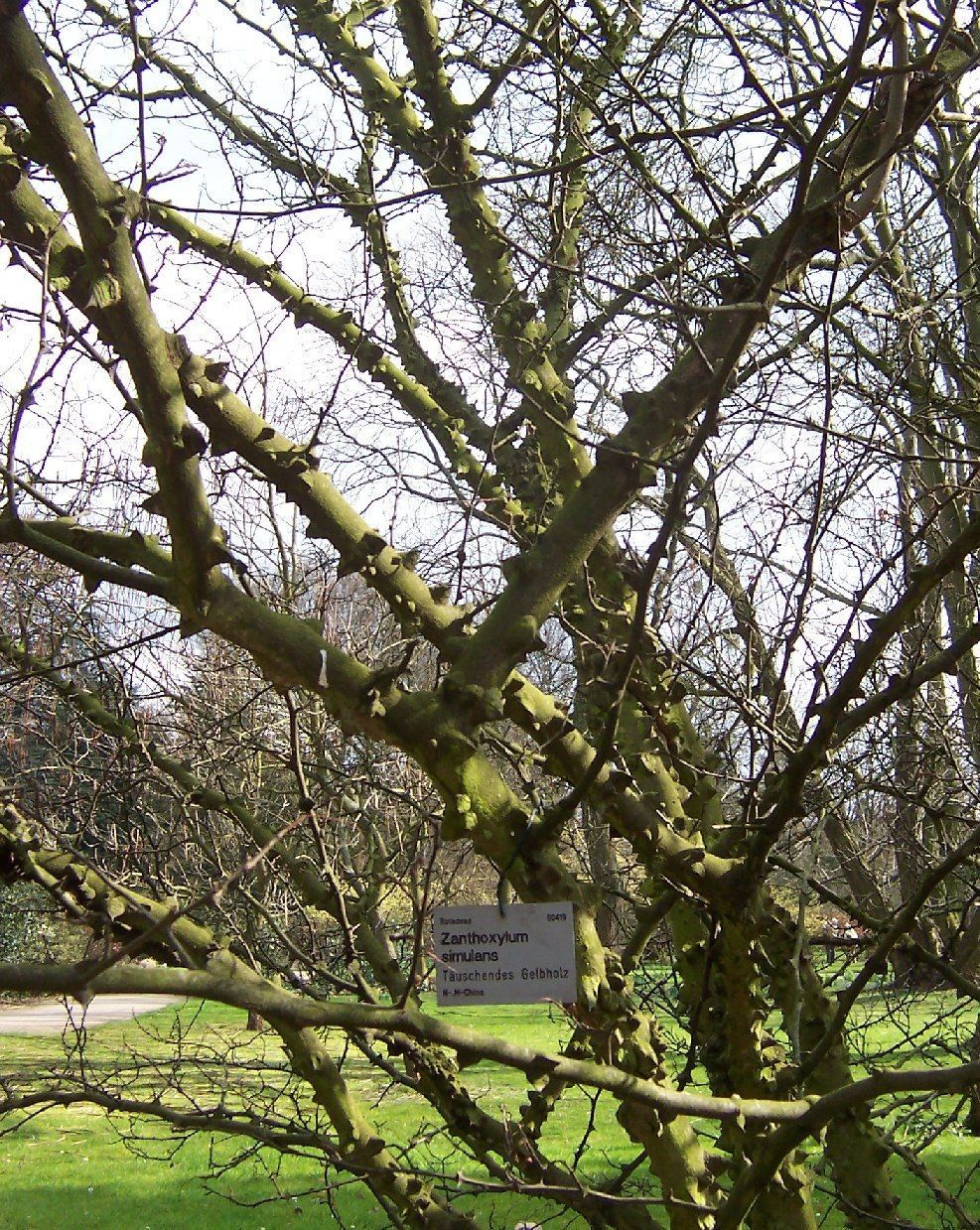 Zanthoxylum Simulans habit