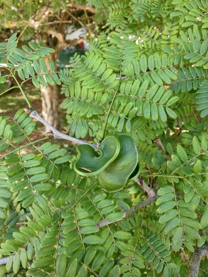 Chloroleucon tortum fruit