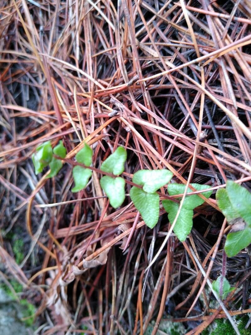 Asplenium platyneuron bark