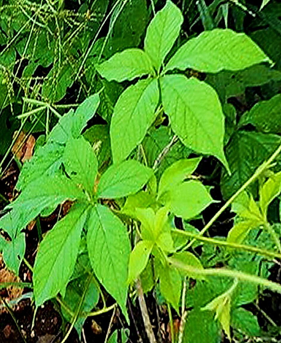 Manihot oaxacana — houseplant care guide