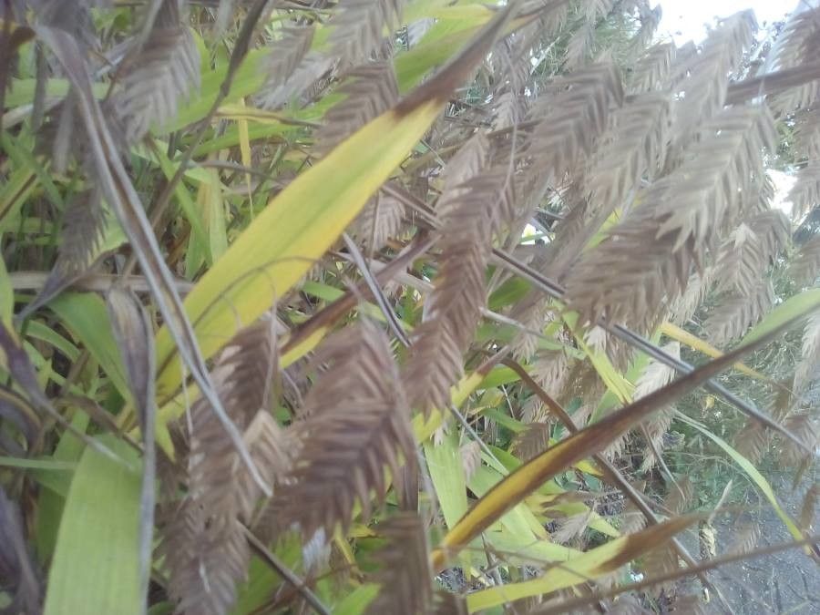 Chasmanthium latifolium flower
