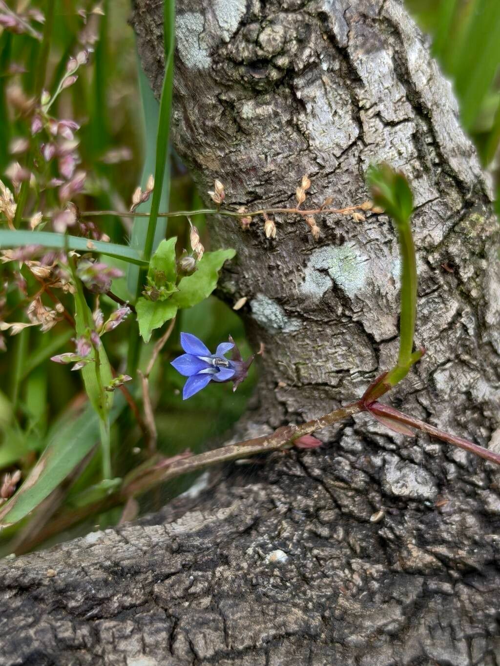 Lobelia alsinoides flower
