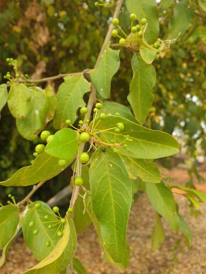 Maerua angolensis fruit