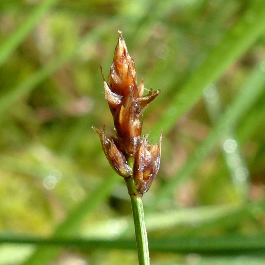 Carex chordorrhiza fruit