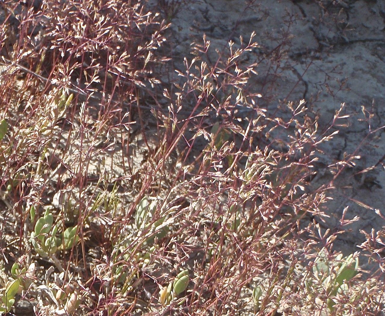 Sphenopus divaricatus habit