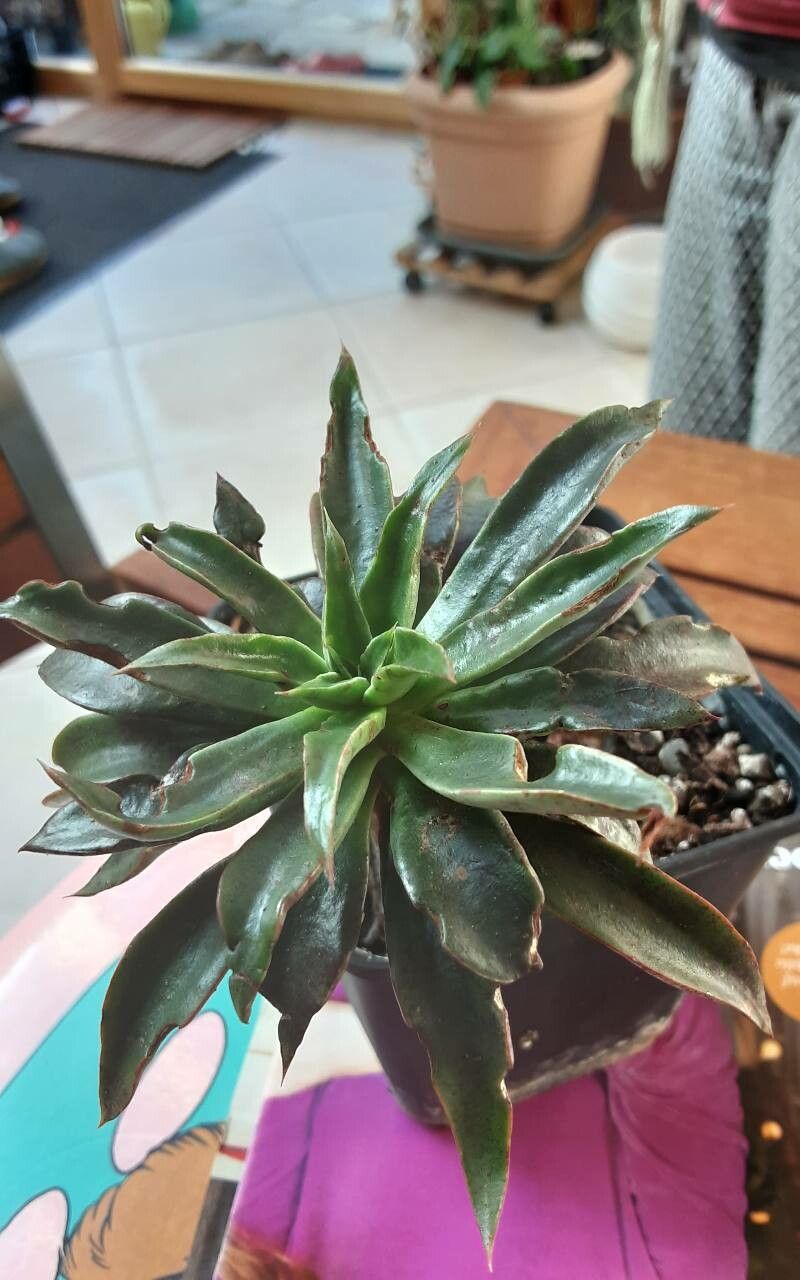 Echeveria lutea — search result for 'Echeveria'