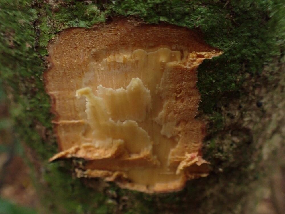 Drypetes gabonensis — houseplant care guide