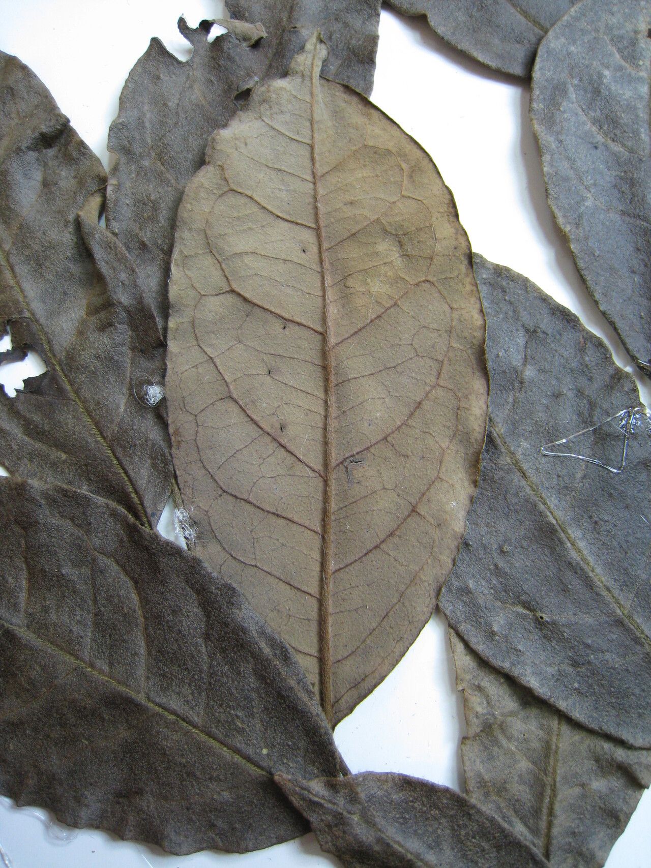 Diospyros capreifolia other