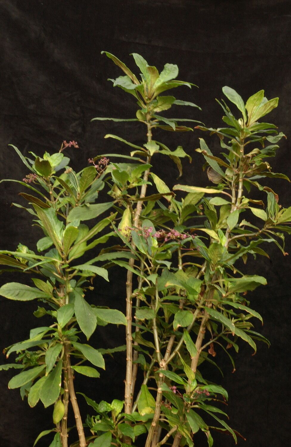 Streptocarpus papangae habit