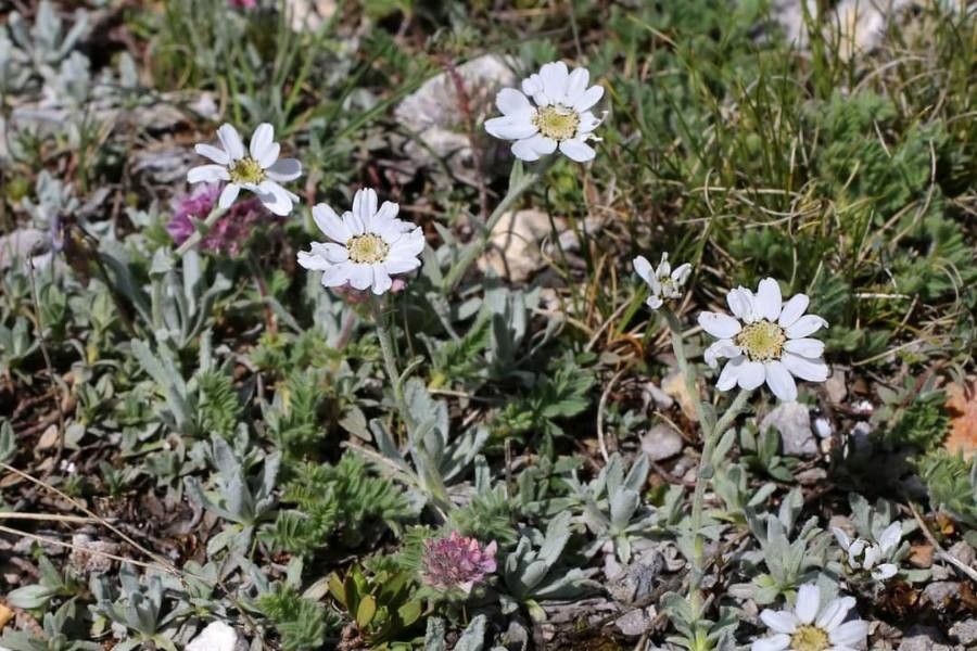 Achillea ageratifolia flower
