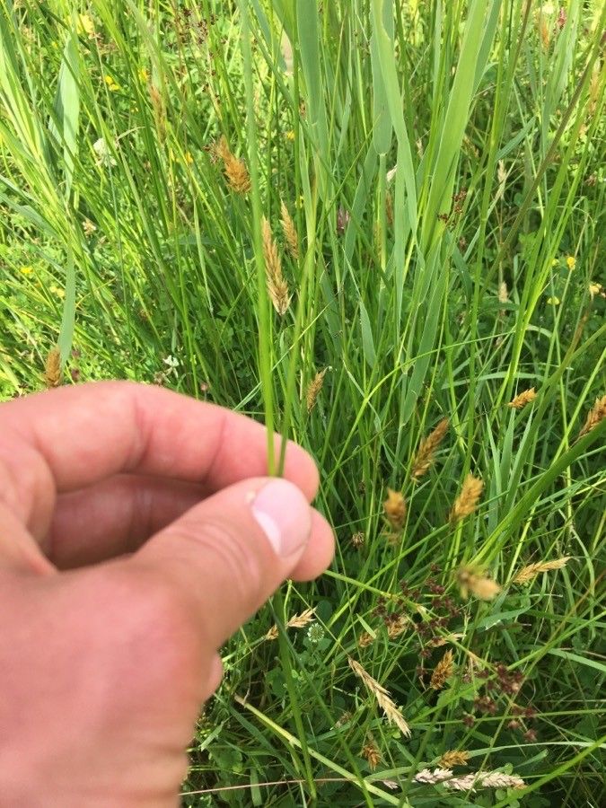 Juncus acutiflorus leaf