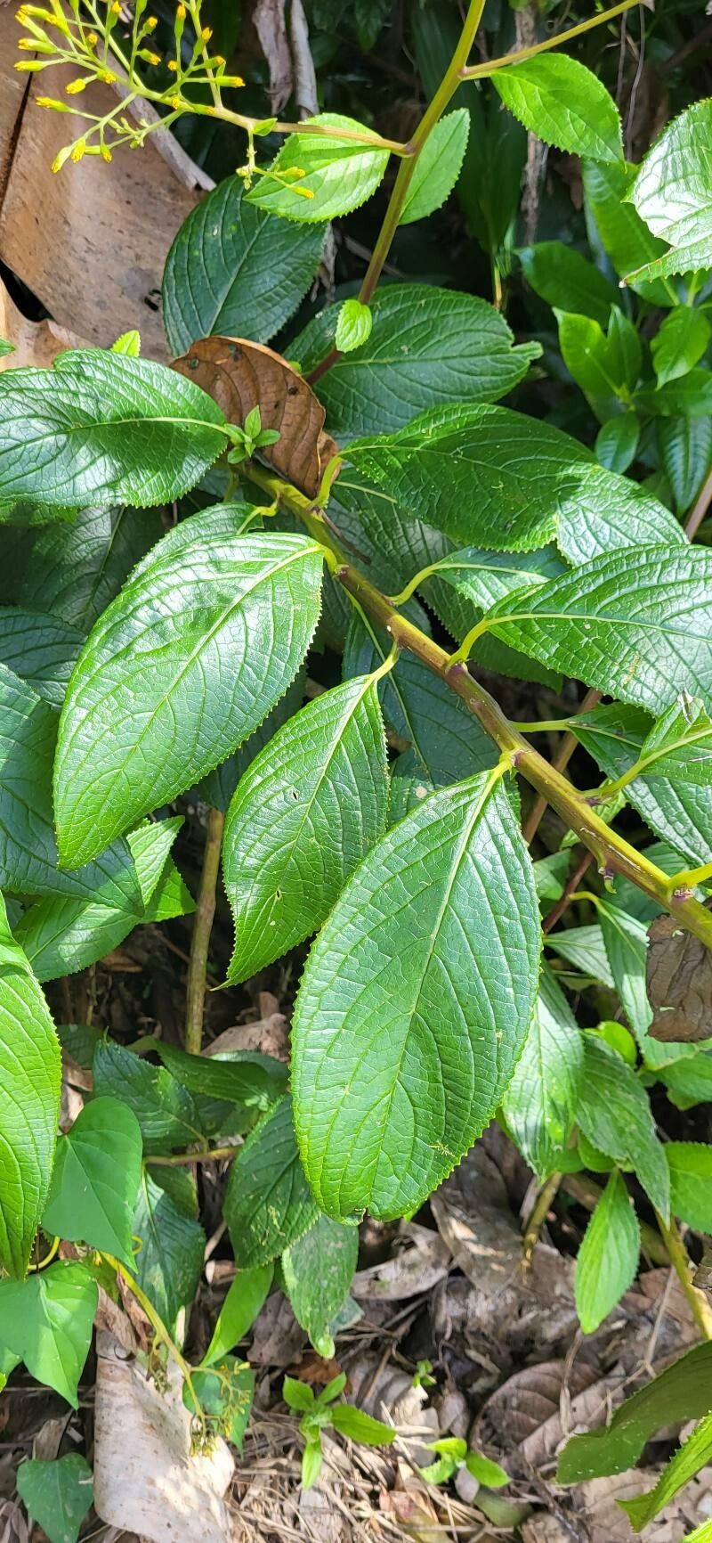 Dendrophorbium lucidum — related species from the same genus