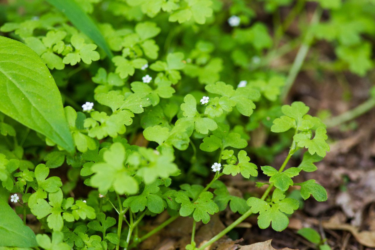 Nemophila aphylla habit