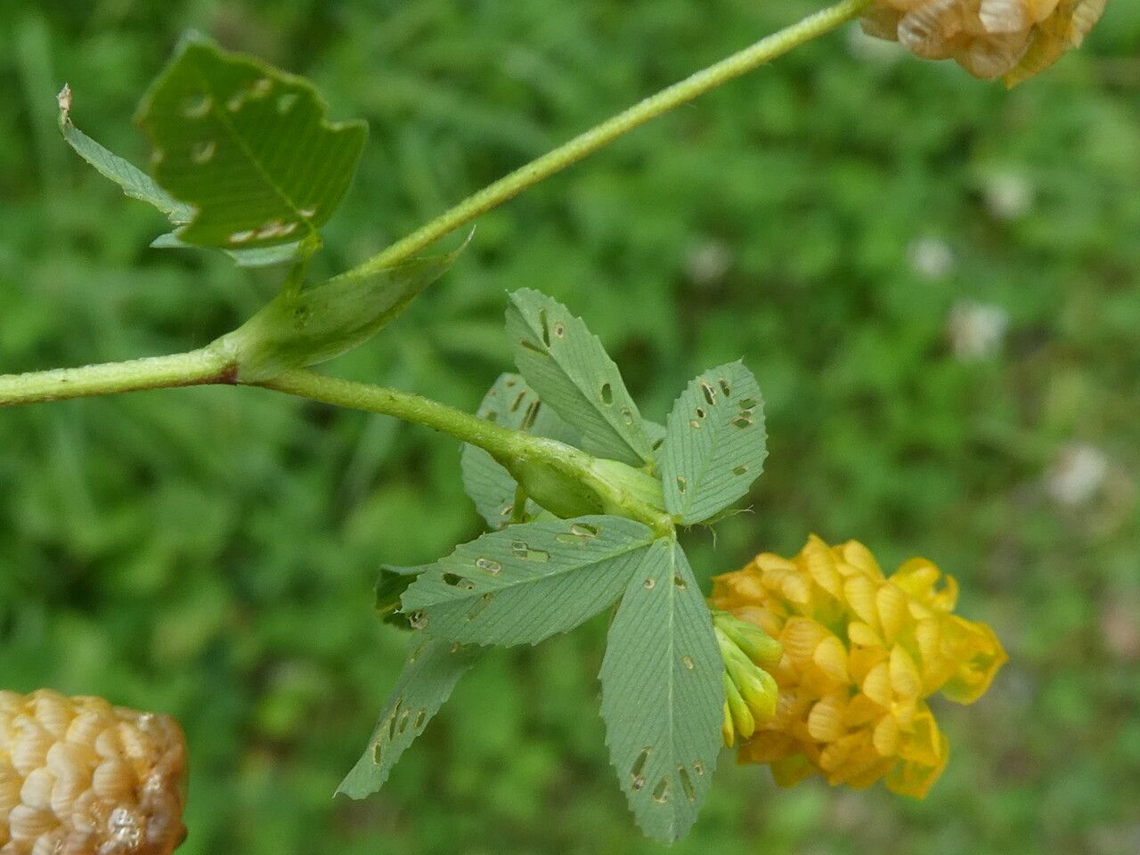 Trifolium aureum