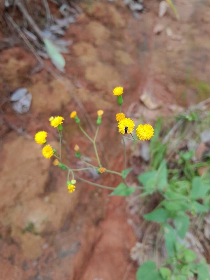 Emilia graminea flower