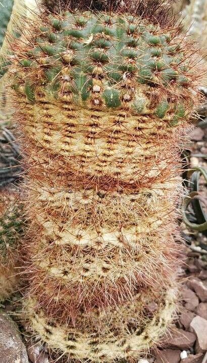 Turbinicarpus pseudomacrochele habit