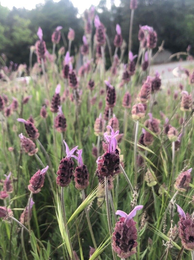 Lavandula pedunculata flower