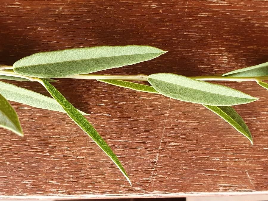 Boscia coriacea — related species from the same genus