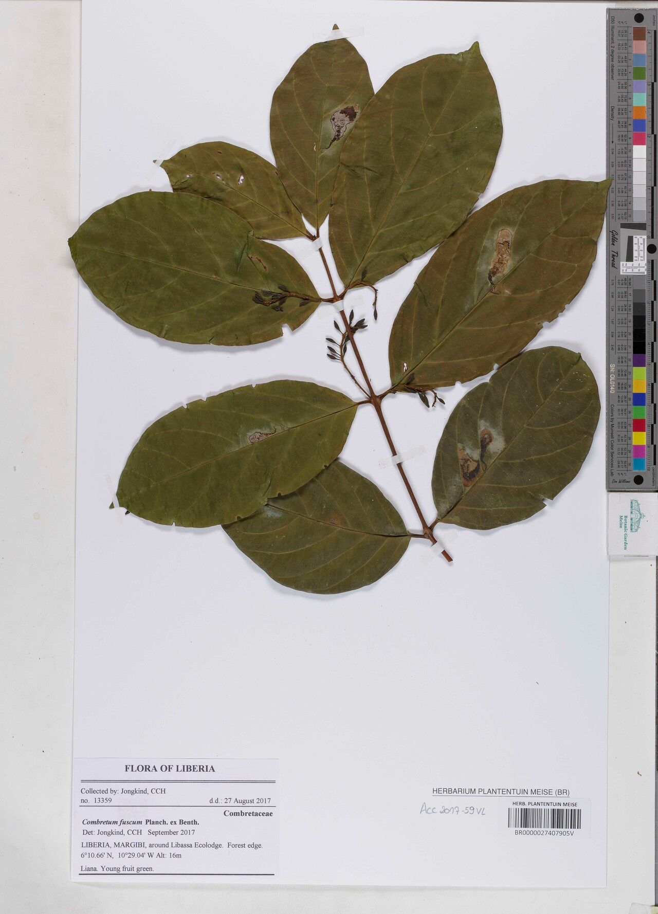 Combretum fuscum — houseplant care guide