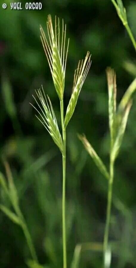 Brachypodium distachyon fruit