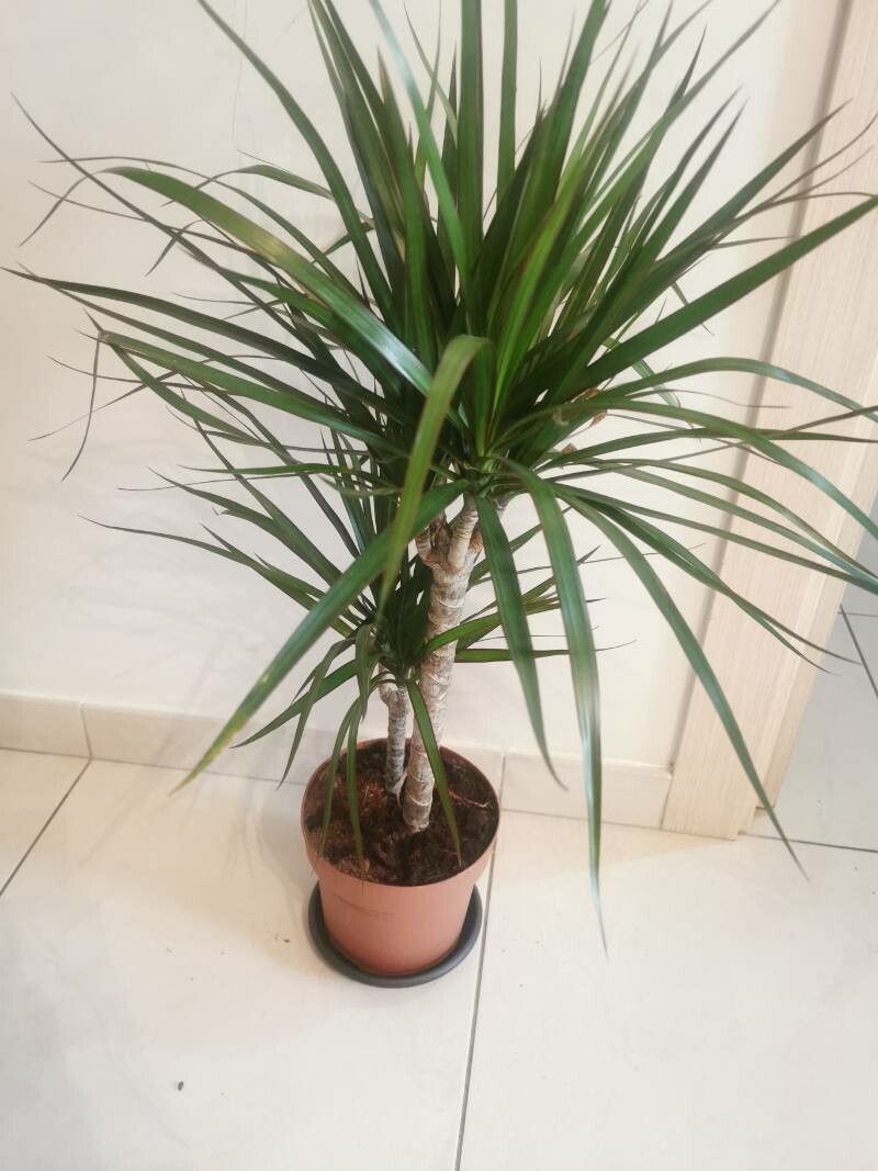 Dracaena marginata leaf