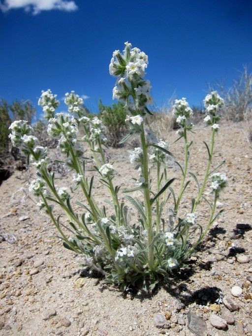 Cryptantha spiculifera — search result for 'Cryptantha'