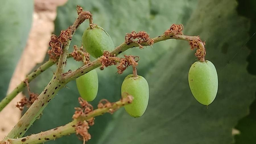 Cyphostemma juttae fruit