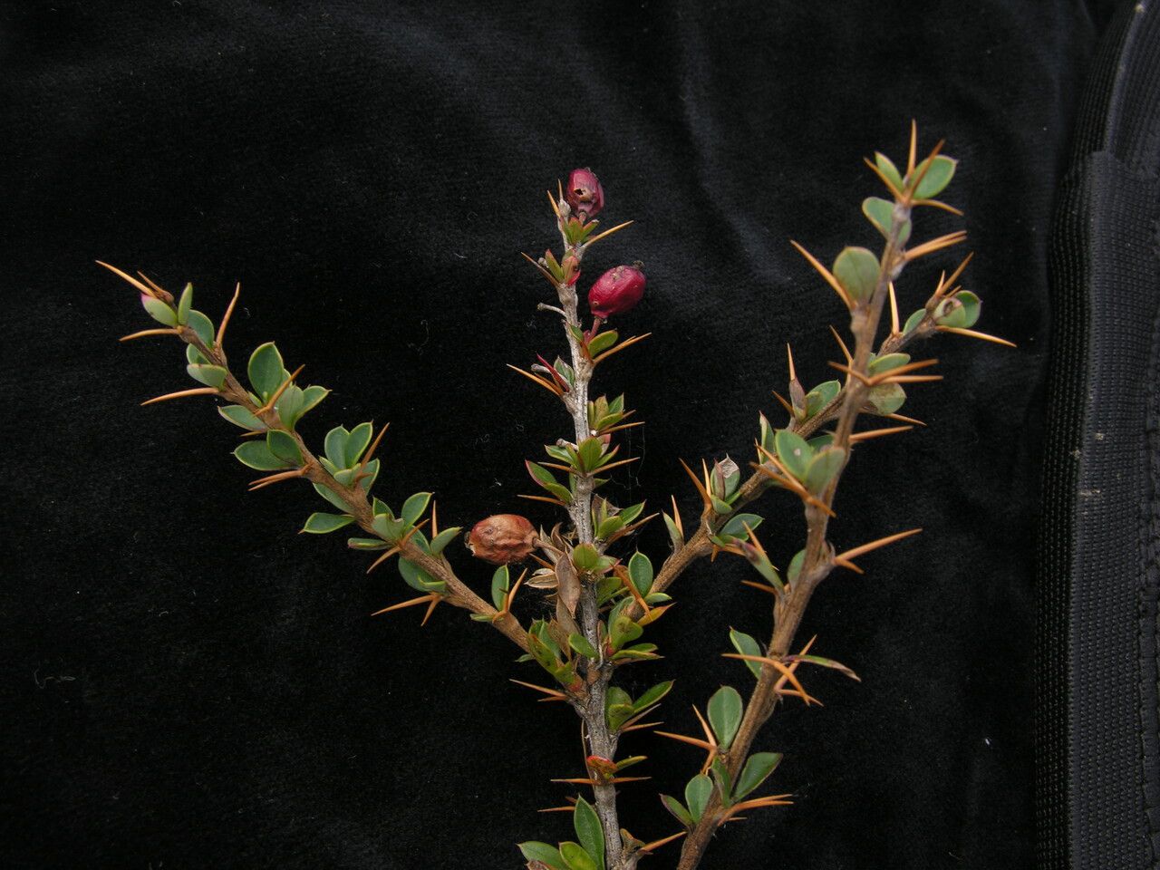 Berberis pendryi habit