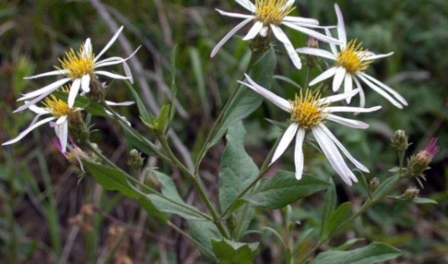 Doellingeria engelmannii — related species from the same genus
