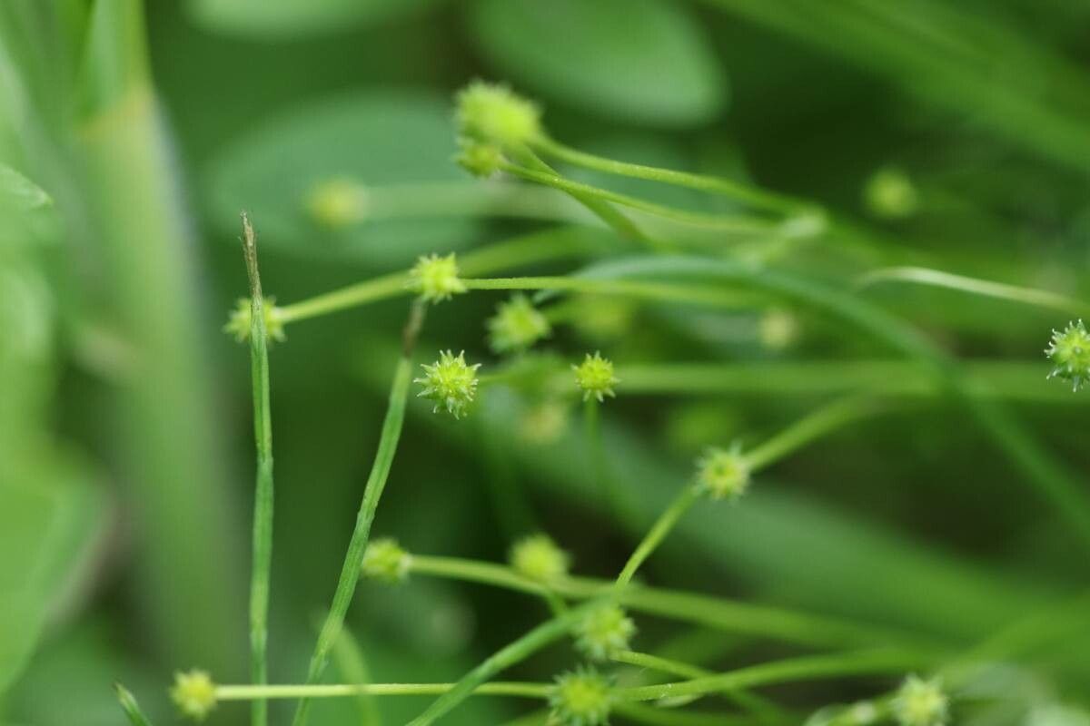 Ranunculus ternatus fruit