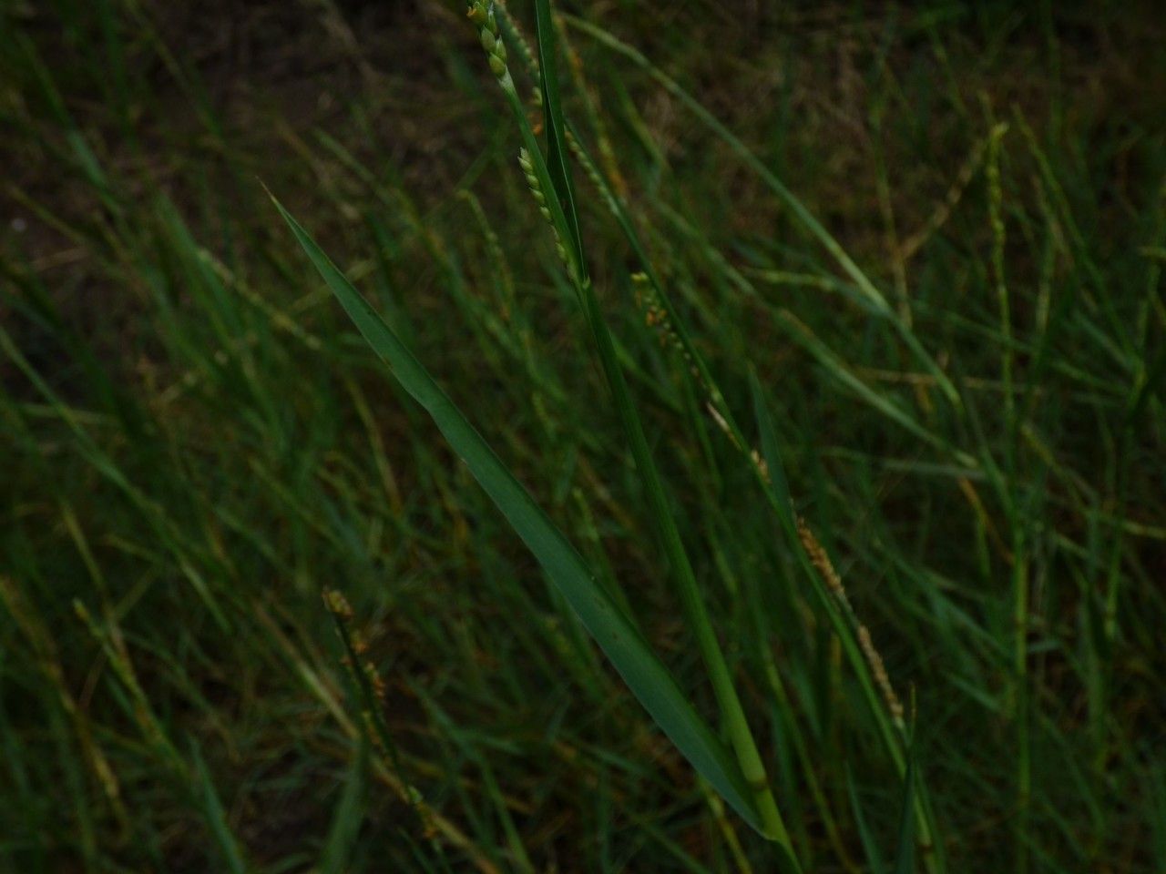 Setaria geminata — search result for 'Paspalum'