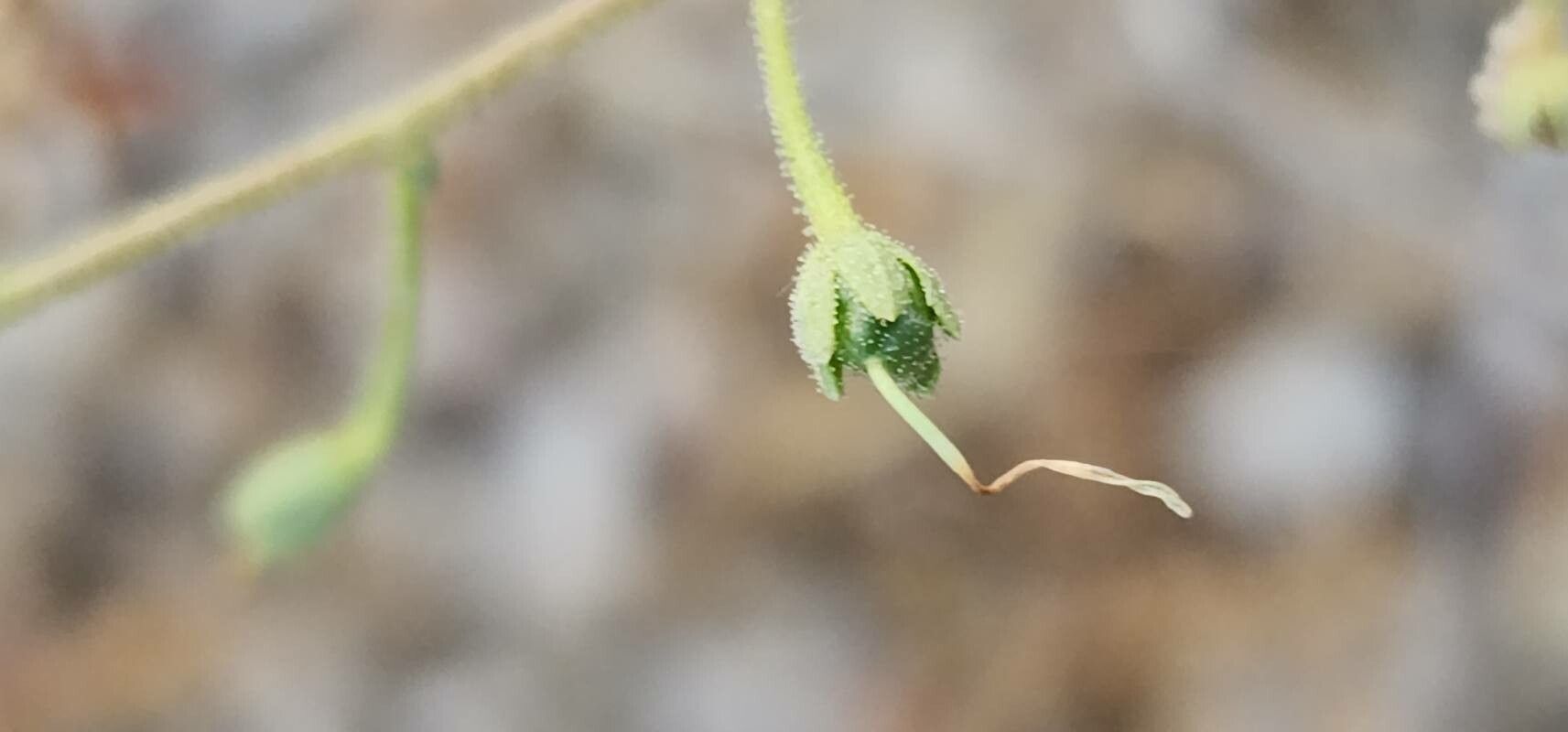 Verbascum farsistanicum fruit