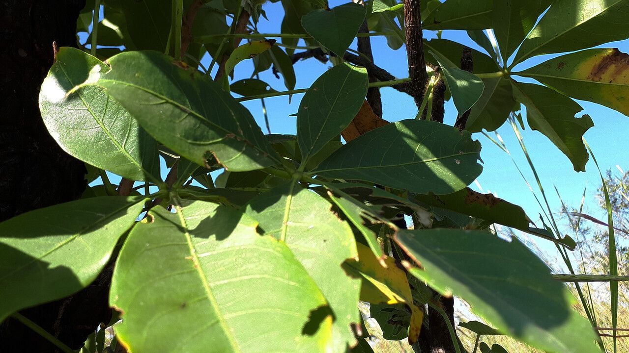 Vitex doniana — search result for 'Vitex'