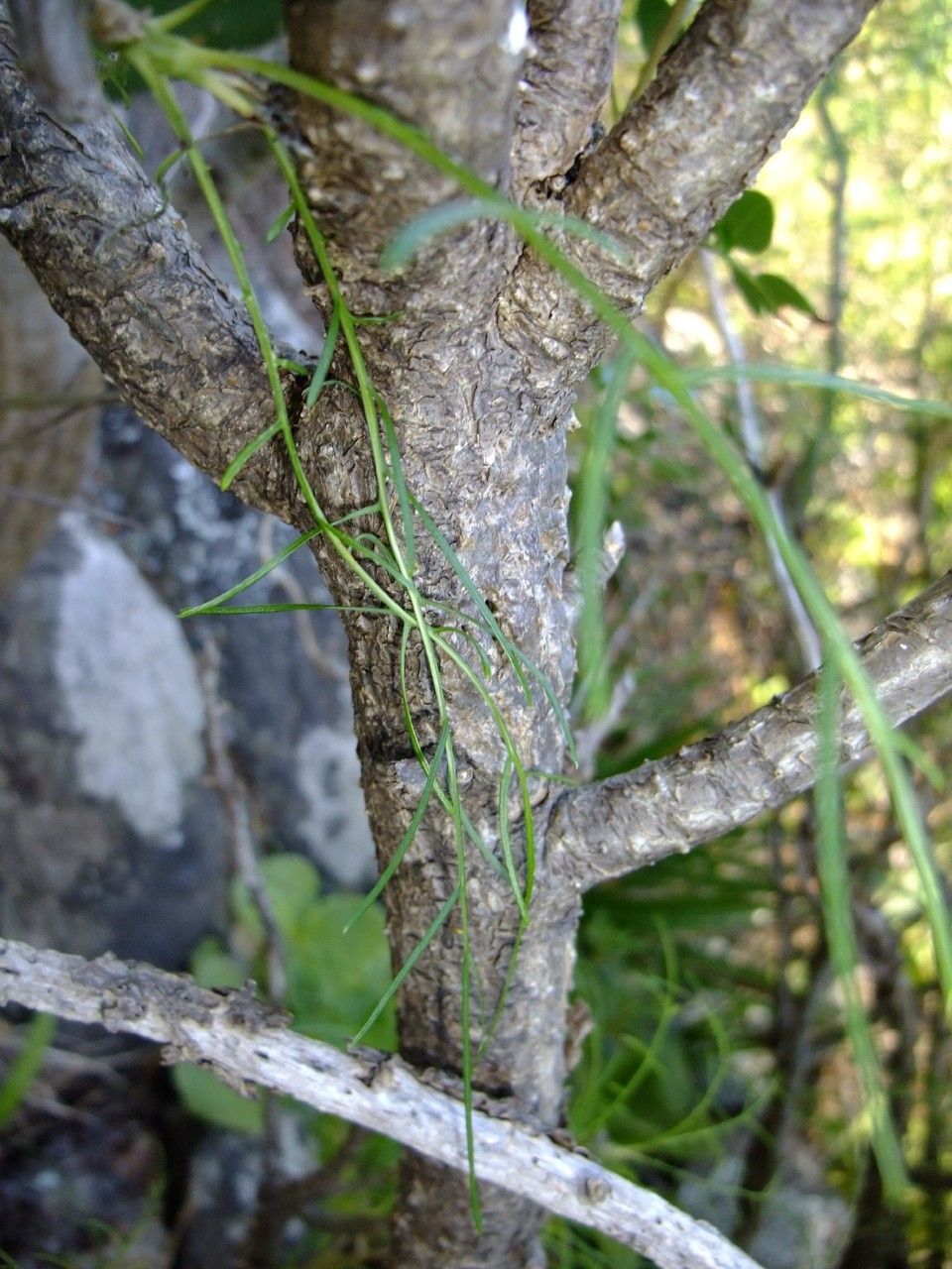 Sonchus capillaris bark