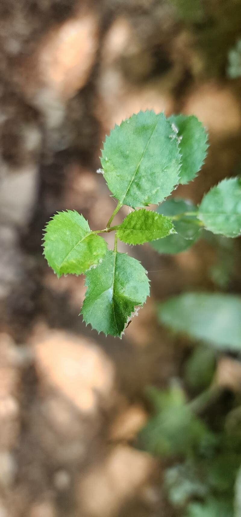 Prunus microcarpa leaf