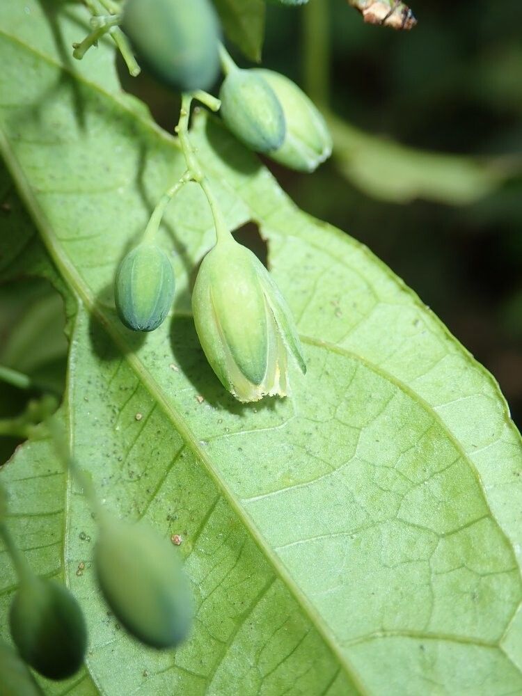 Adenia cynanchifolia — houseplant care guide