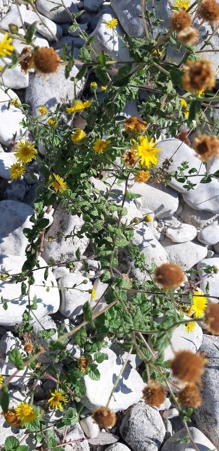 Inula britannica leaf
