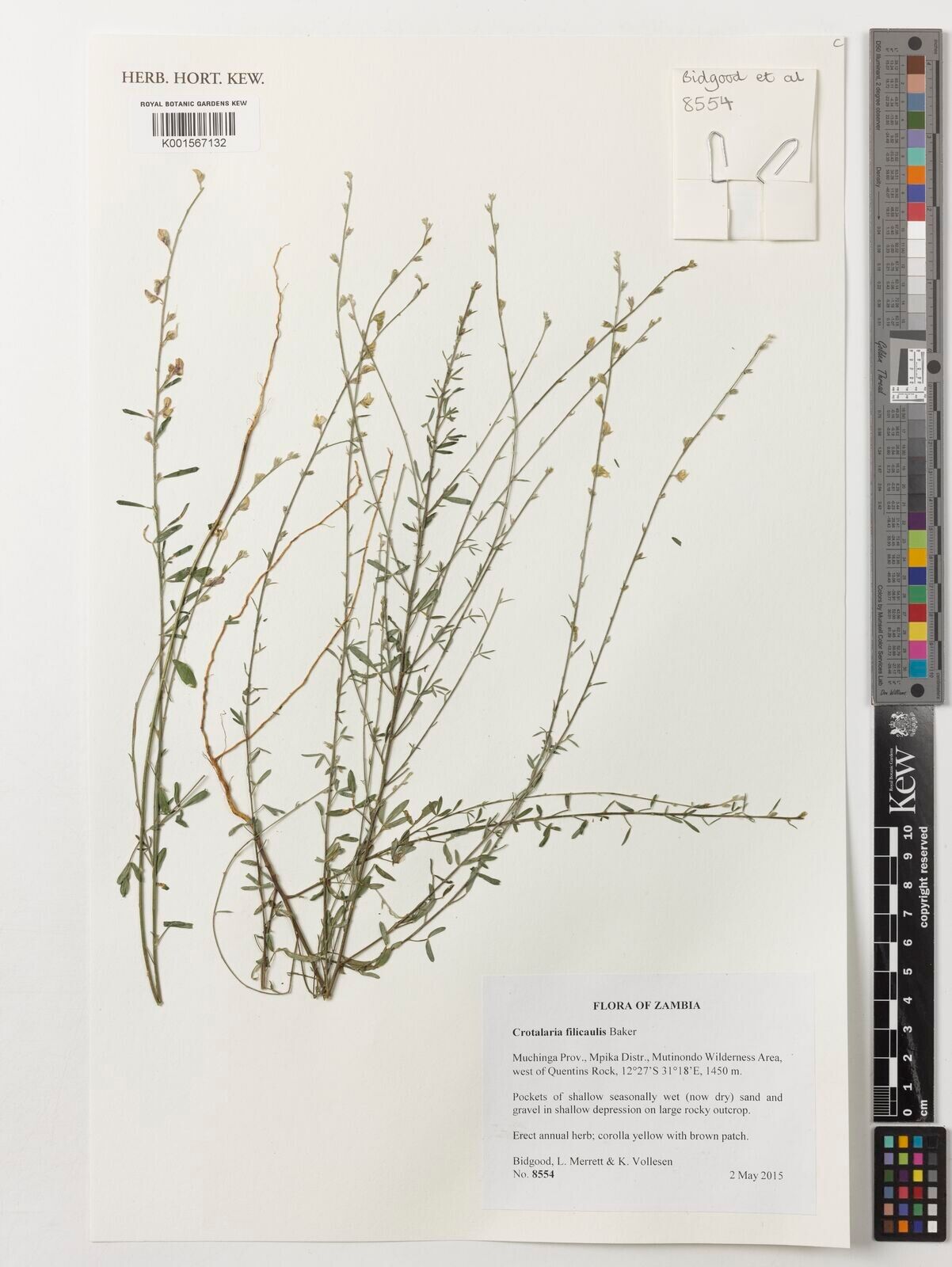 Crotalaria filicaulis — houseplant care guide