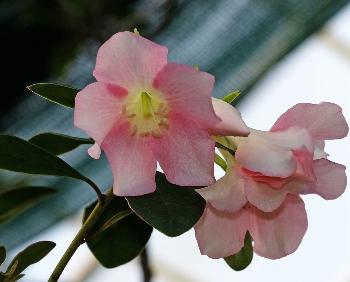 Rhododendron madulidii flower