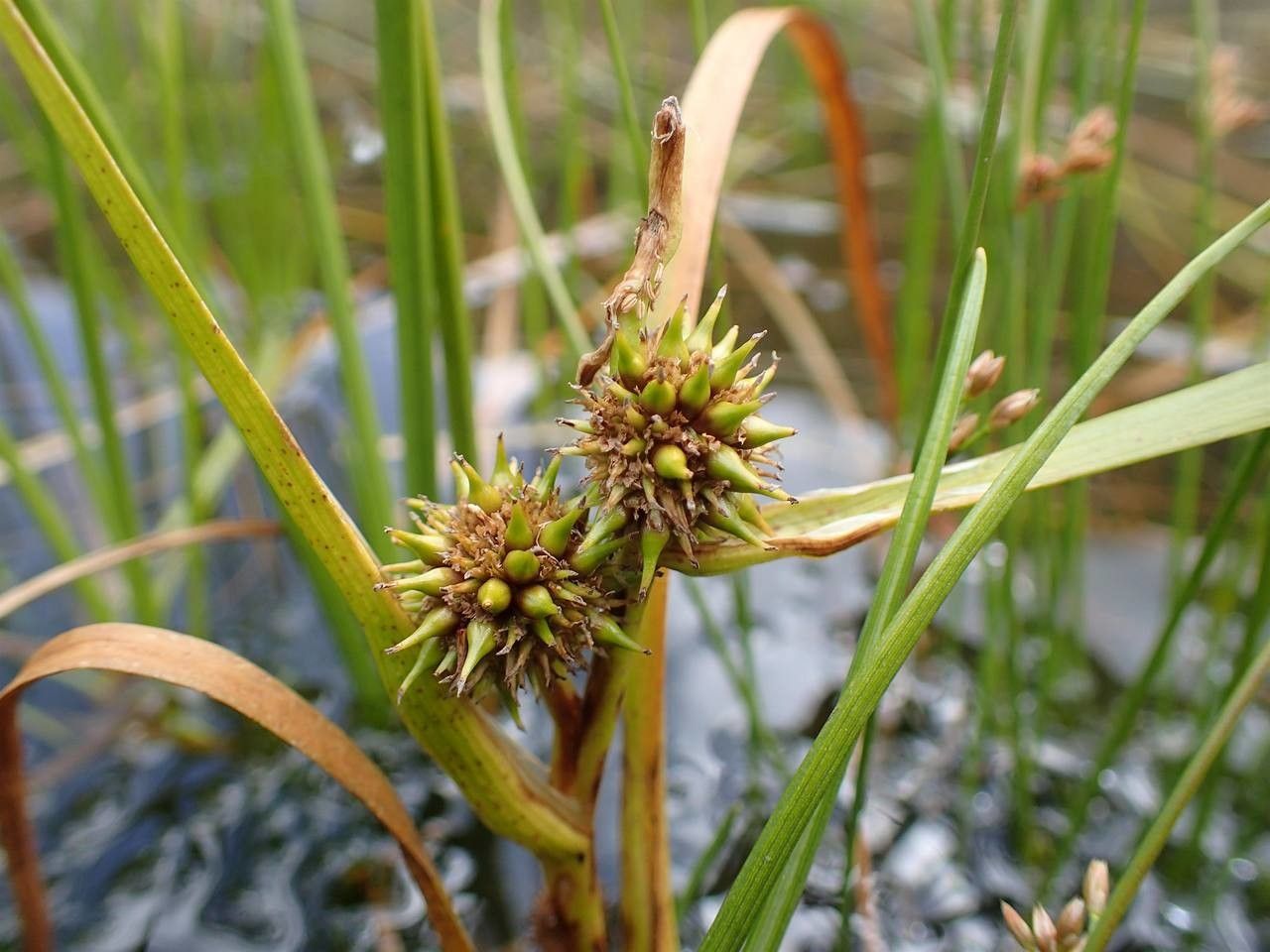 Sparganium angustifolium fruit
