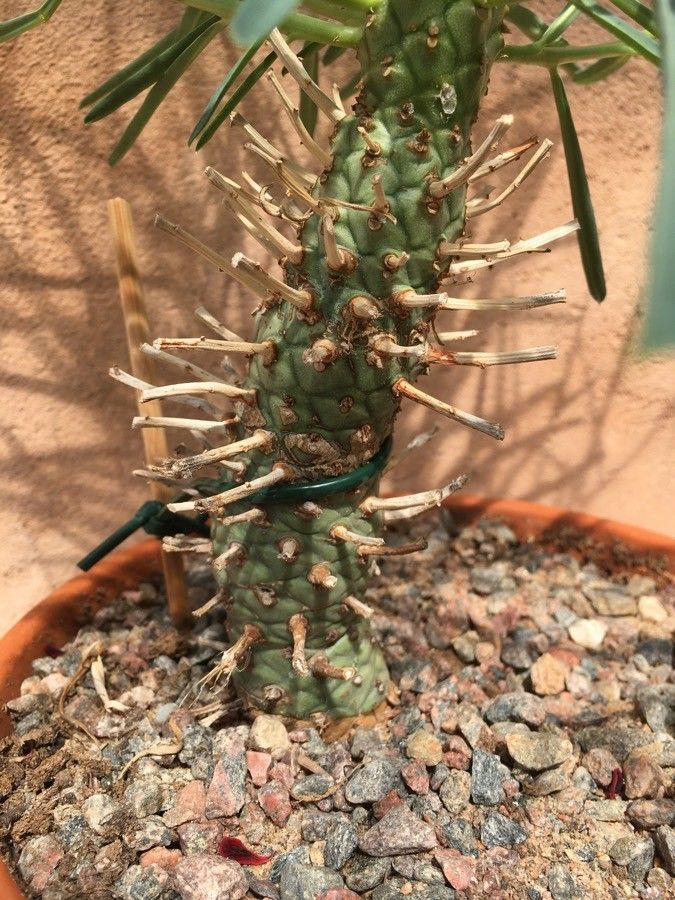 Euphorbia bubalina bark